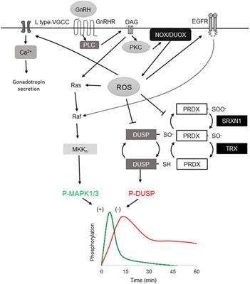 Reactive Oxygen Species Link Gonadotropin-Releasing Hormone Receptor Signaling Cascades in the <mark class="highlighted">Gonadotrope</mark>